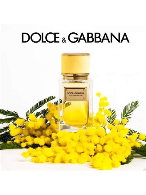 dolce gabbana bloom|Dolce & Gabbana Velvet Mimosa Bloom .